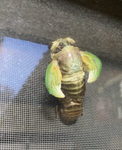 蝉