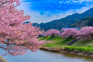 河津桜