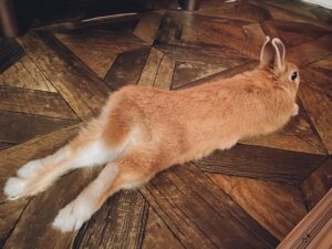 うさぎ年　ブログ用