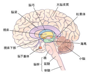 脳の図解
